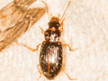 Bradycellus csikii